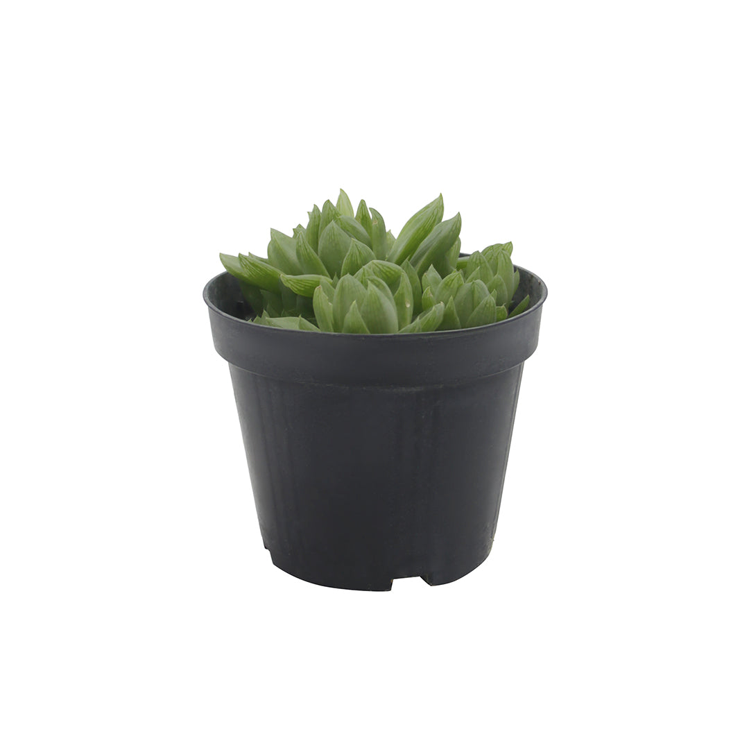 Haworthia cymbiformis cv. Memé - rosetta della nonna (Vaso 12 cm)