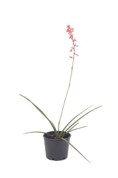 Hesperaloe parviflora - red yucca (Pot 18 cm)