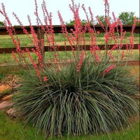 24x Hesperaloe parviflora - yucca rossa (Offerta 24 Vasi quadri 7x7x10 cm)