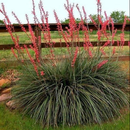 Hesperaloe parviflora - yucca rossa (Vaso quadro 7x7x10 cm)