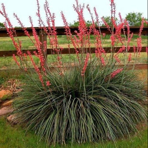 Hesperaloe parviflora - yucca rossa (Vaso quadro 7x7x10 cm)