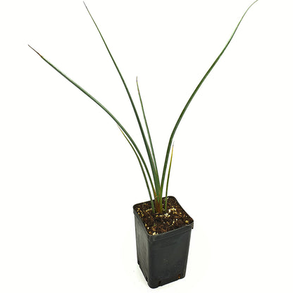 Hesperaloe funifera - giant hesperaloe (Square vase 7x7x10 cm)