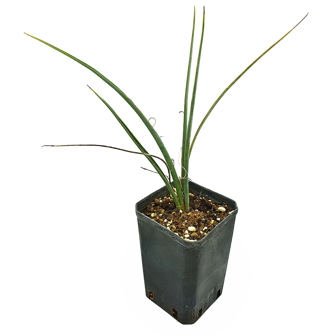 Hesperaloe parviflora - red yucca (Square vase 7x7x10 cm)