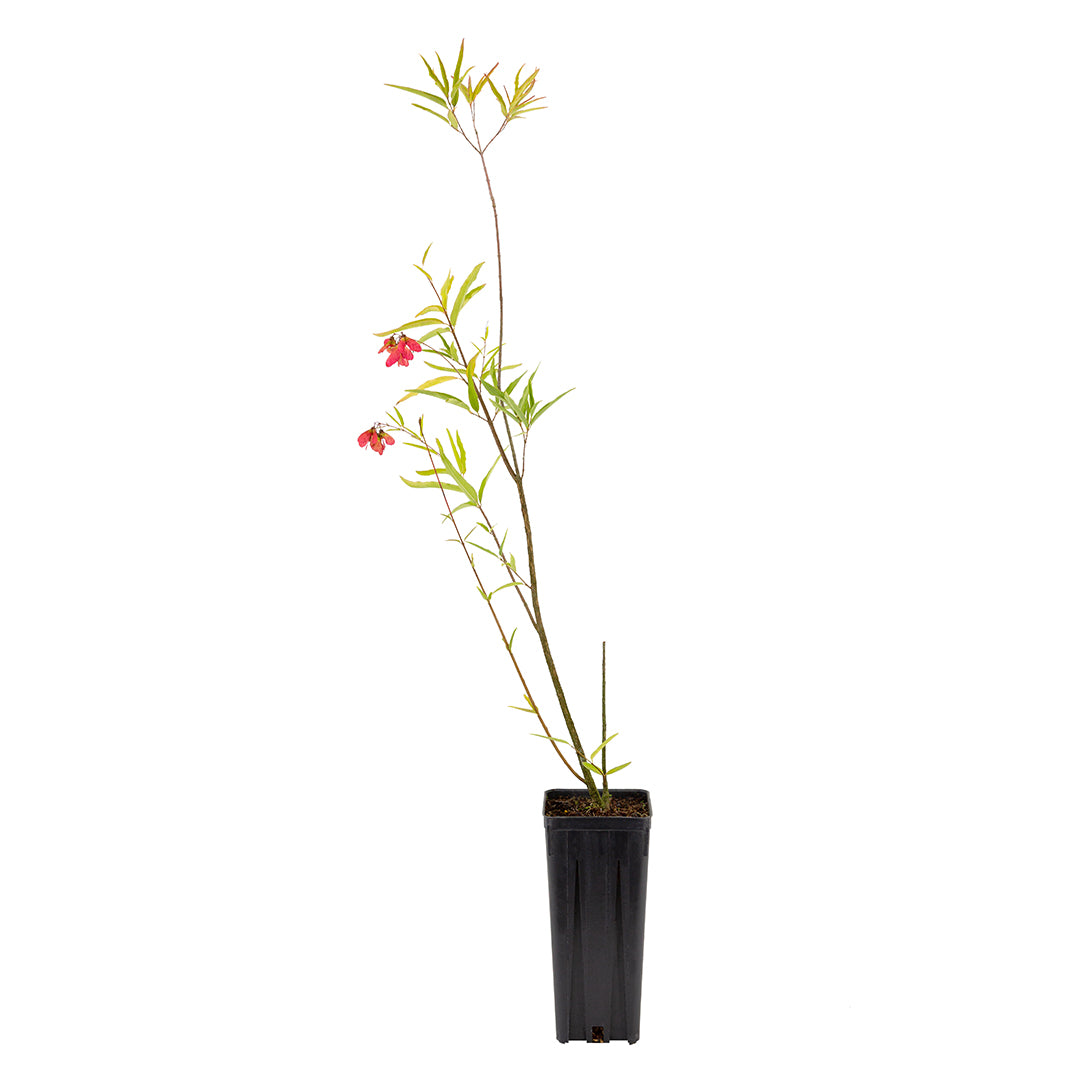 Heteropterys angustifolia BO MDB 37 - farfalla rossa (Vaso quadro 9x9x20 cm)