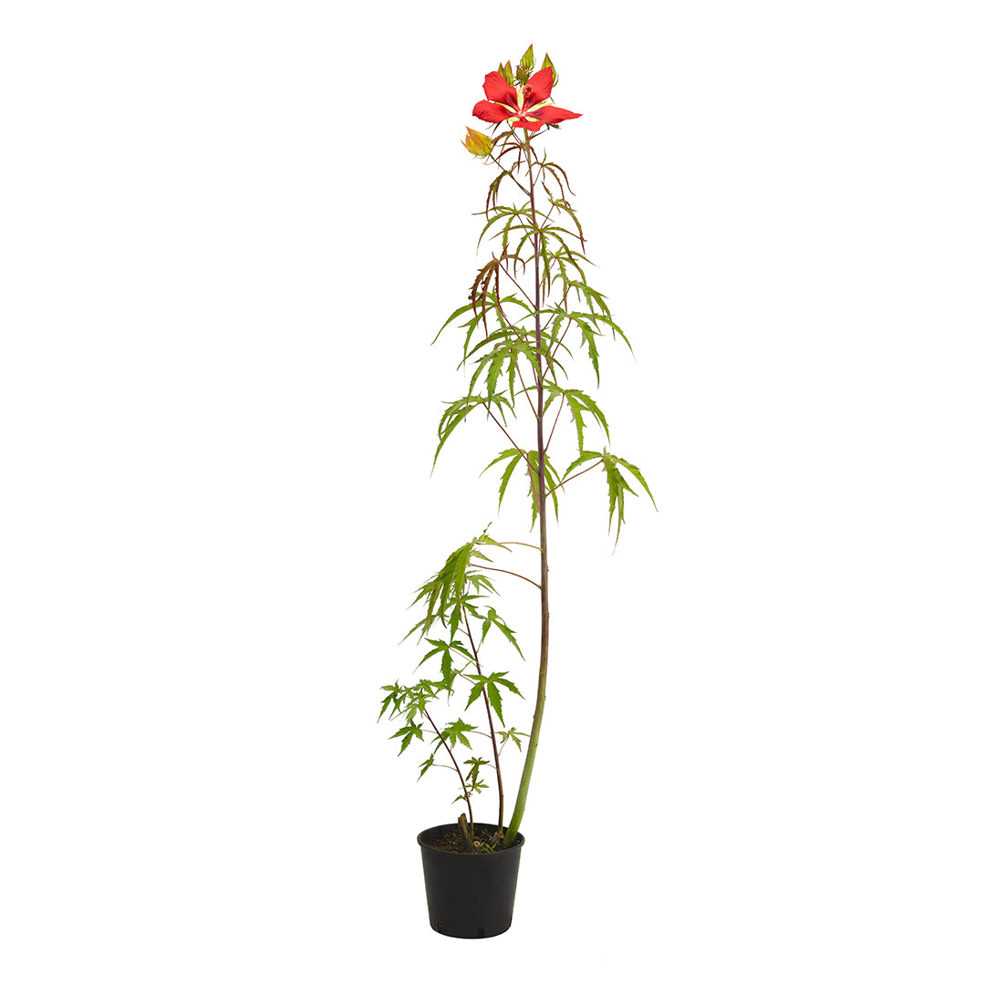 Hibiscus coccineus - scarlet hibiscus, Texas star (18 cm pot)