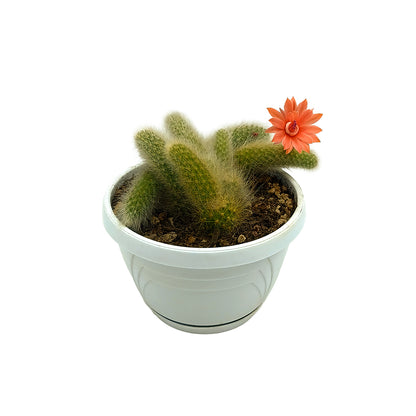 Hildewintera colademononis - coda di scimmia (Vaso 14 cm)