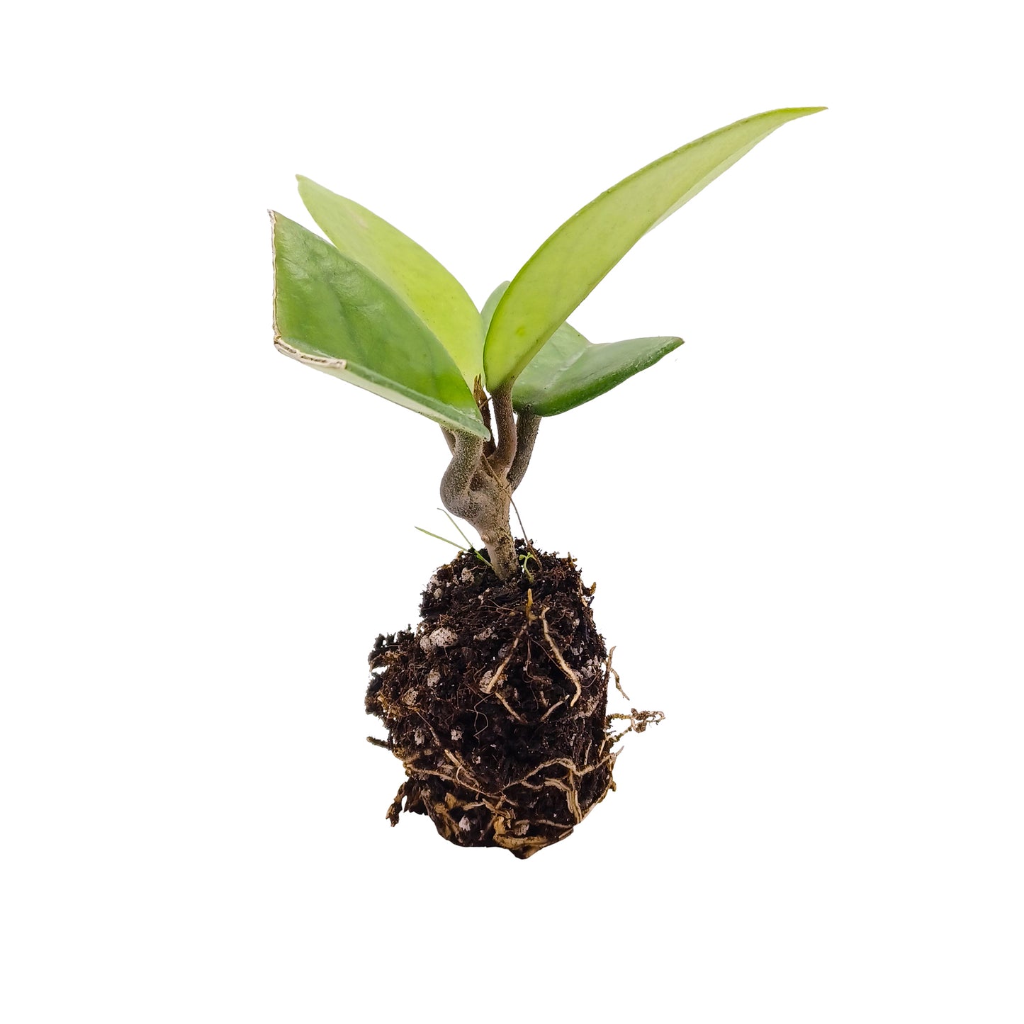 Hoya carnosa - wax flower SET 2 PLANTS (Alveolino)