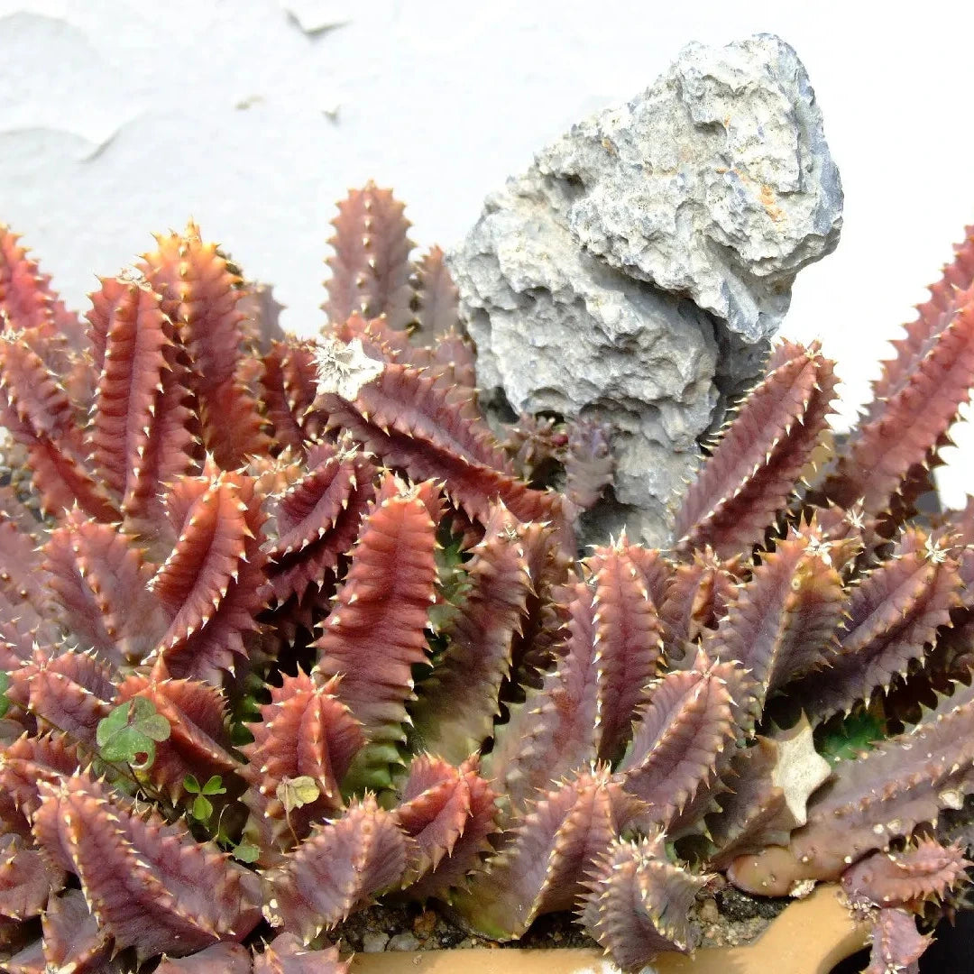 Huernia keniensis fma. zebrina - stapelia del Kenya (Vaso 10 cm)