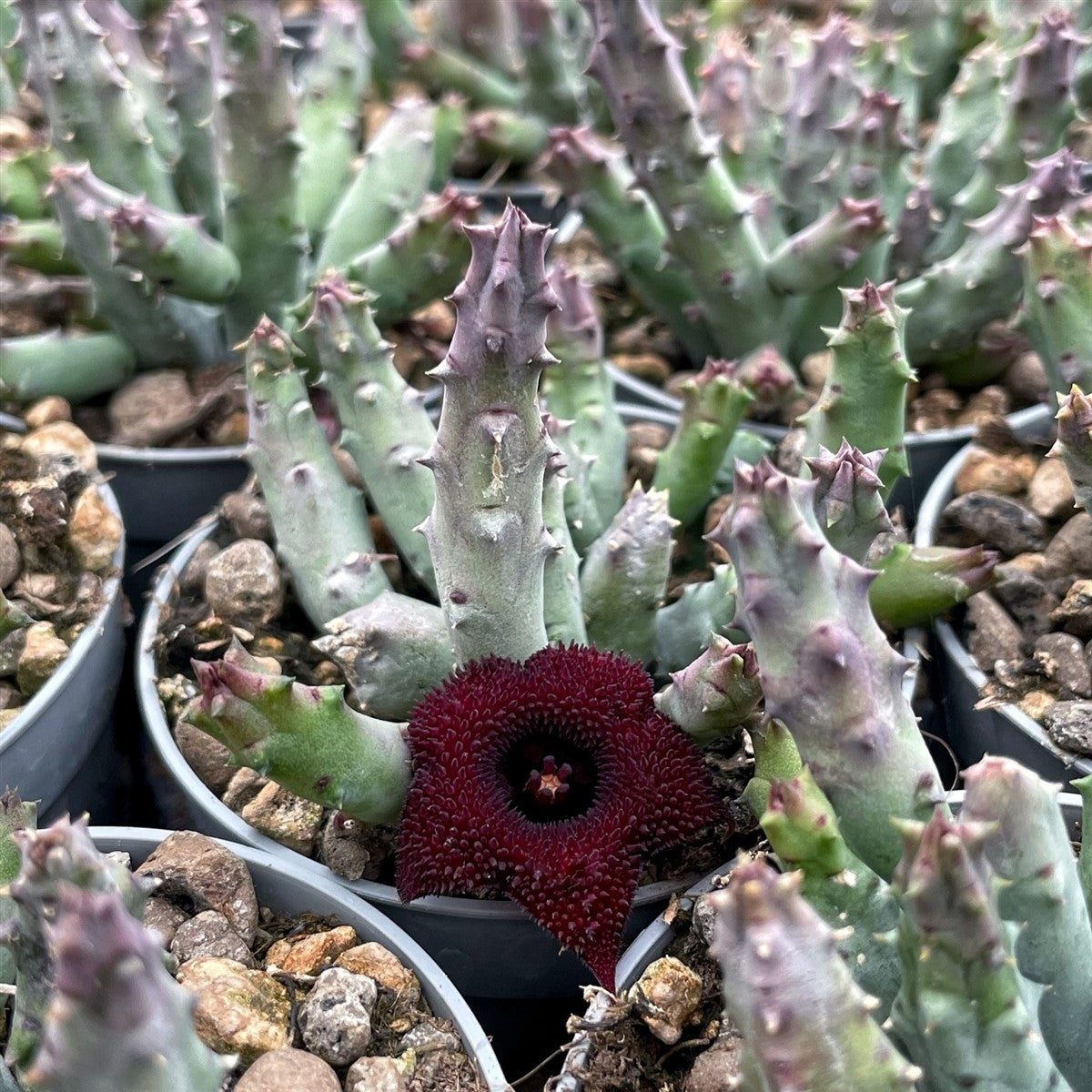 Huernia pendurata - (Vaso 10 cm)
