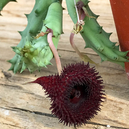 Huernia pendurata - (Vaso 10 cm)