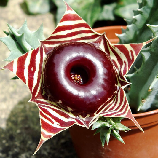 Huernia keniensis fma. zebrina - stapelia del Kenya (Vaso 10 cm)