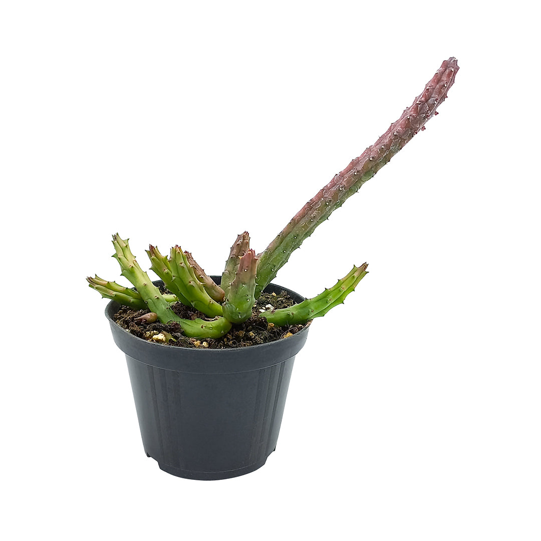 Huernia keniensis fma. zebrina - stapelia del Kenya (Vaso 10 cm)