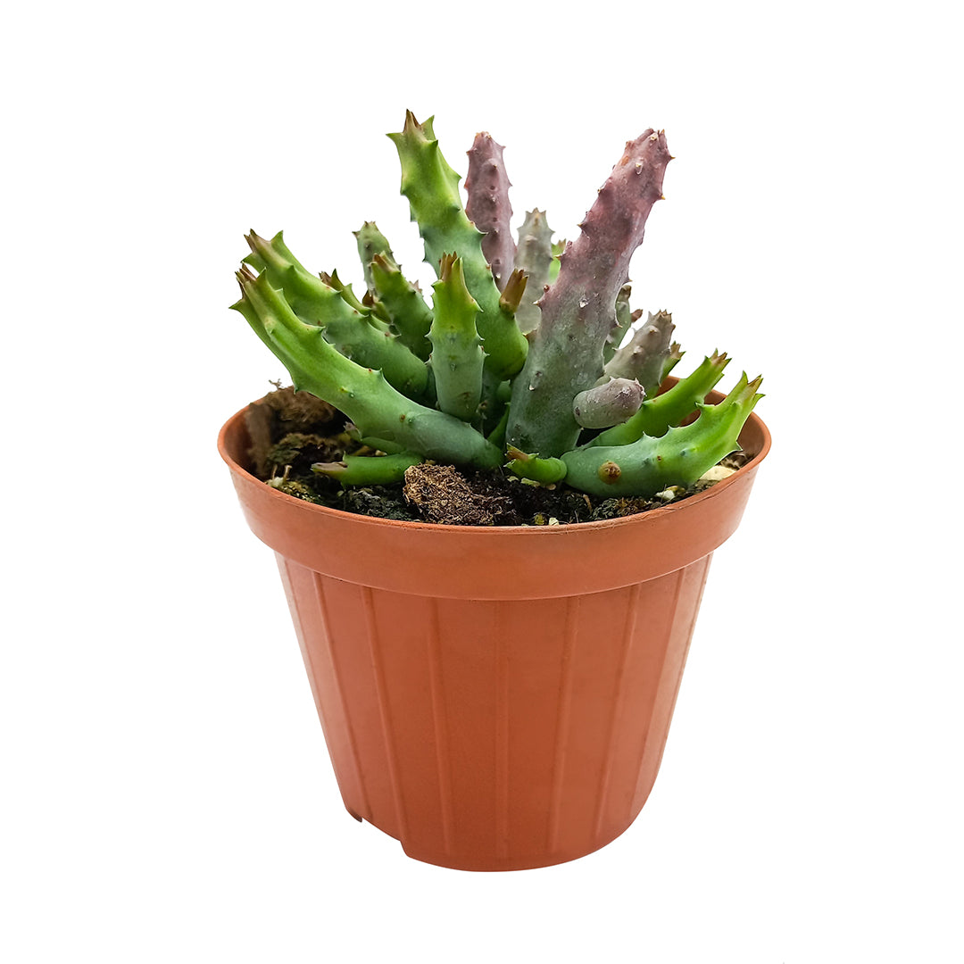 Huernia pendurata - (Vaso 10 cm)