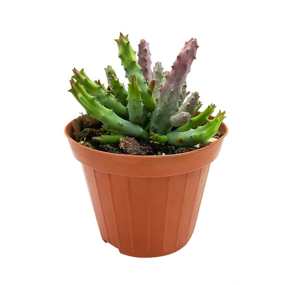 Huernia pendurata - (Vaso 10 cm)