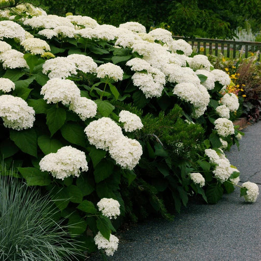 Hydrangea arborescens cv "Annabelle" - Ortensia arbustiva (Vaso quadro 7x7x8 cm)