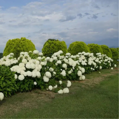 Hydrangea arborescens cv "Annabelle" - Ortensia arbustiva (Vaso quadro 7x7x8 cm)