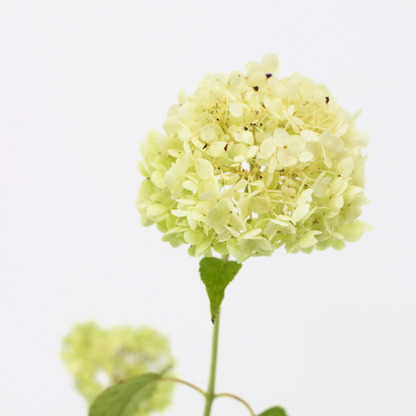 Hydrangea arborescens cv "Annabelle" - ortensia arbustiva (Vaso quadro 7x7x8 cm)