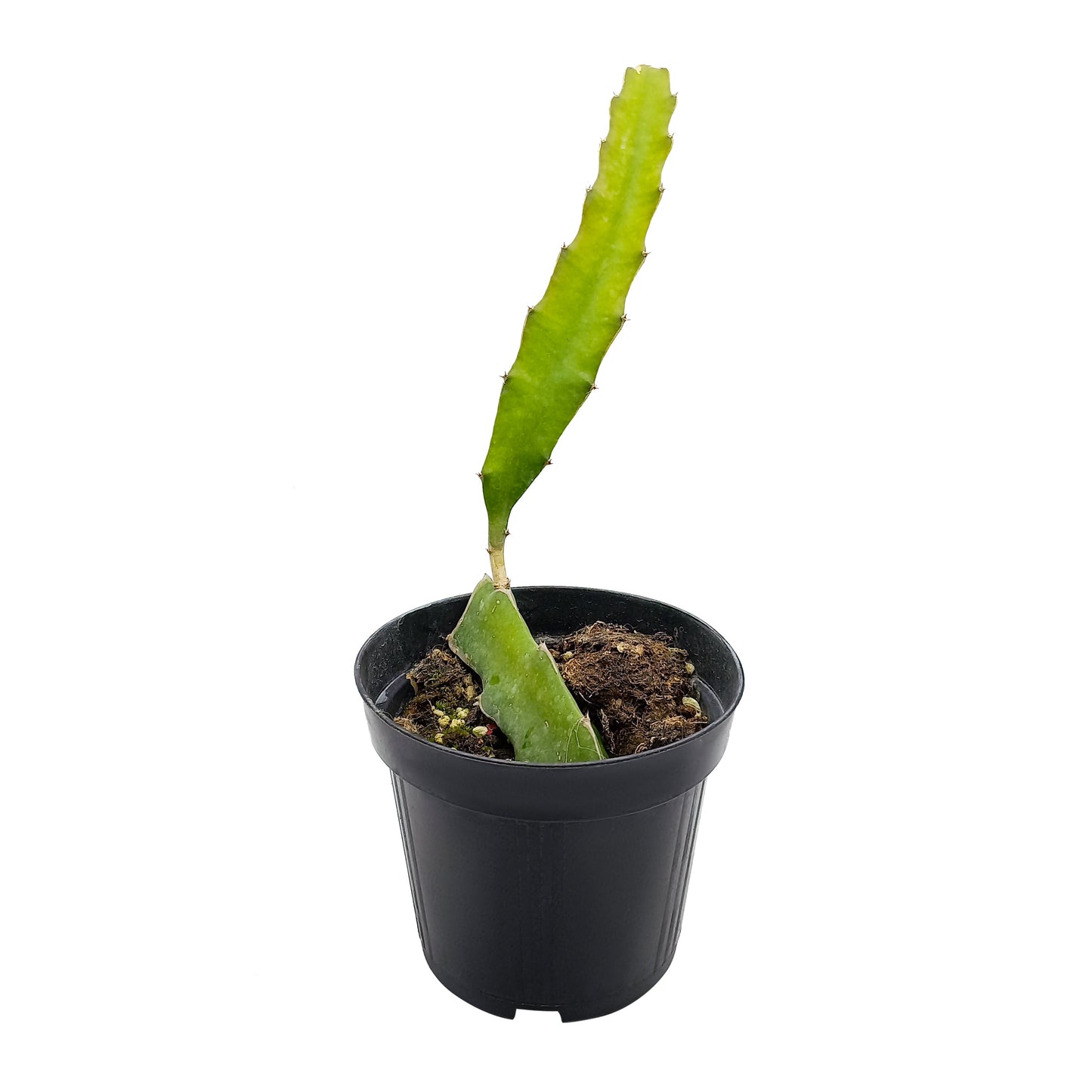 Hylocereus undatus - Bianco - Dragon Fruit (Vaso 12cm) 10-30cm