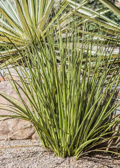 Hesperaloe funifera - giant hesperaloe (Square vase 7x7x10 cm)