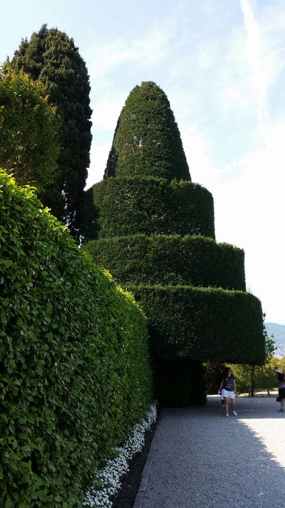 Taxus Baccata (Alveolo Forestale)