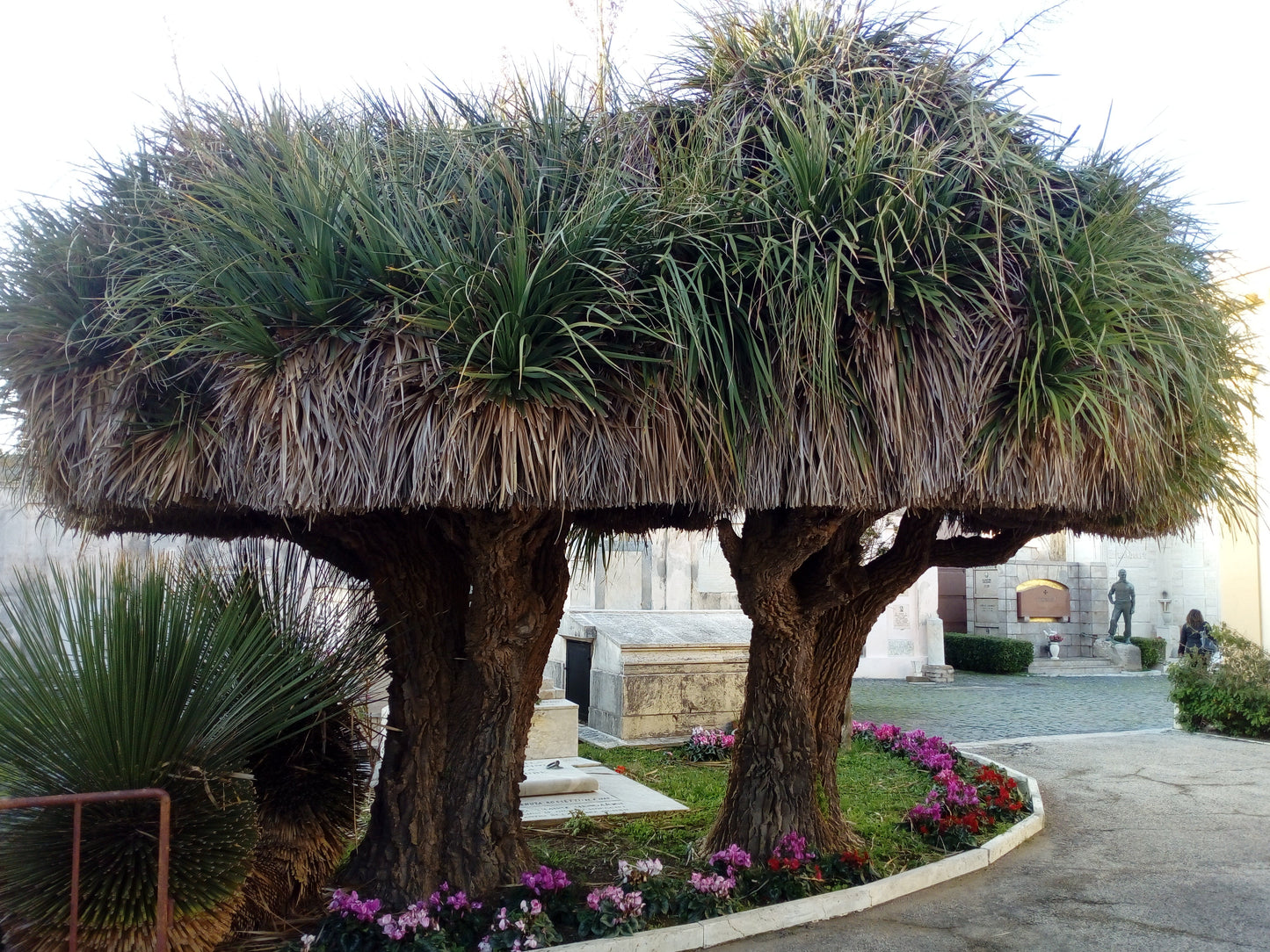 Nolina (syn. Beaucarnea) longifolia - smoke-eating plant (Square vase 7x7x10 cm)