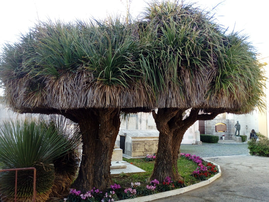 Nolina (sin. Beaucarnea) longifolia - pianta mangiafumo (Vaso quadro 7x7x10 cm)