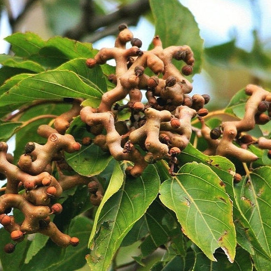 Hovenia dulcis - raisin tree (Square vase 9x9x20 cm)