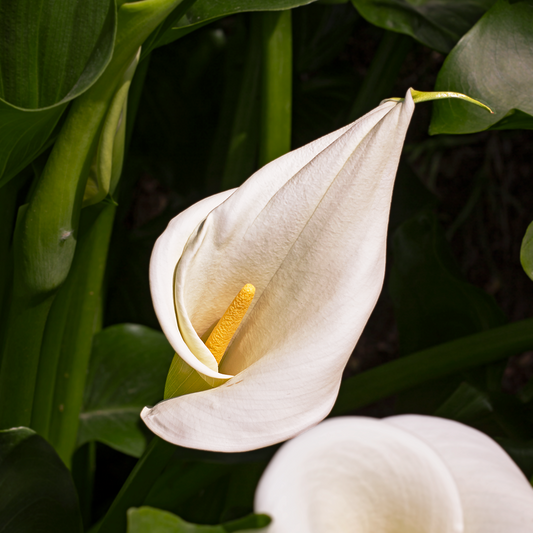 Zantedeschia aethiopica - calla (Vaso quadro 7x7x8 cm)
