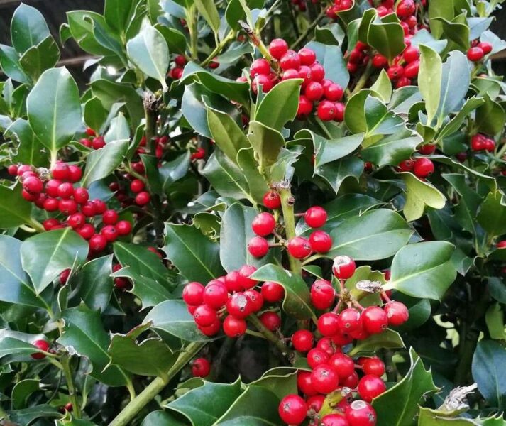 Ilex aquifolium - agrifoglio (Vaso 24 cm)