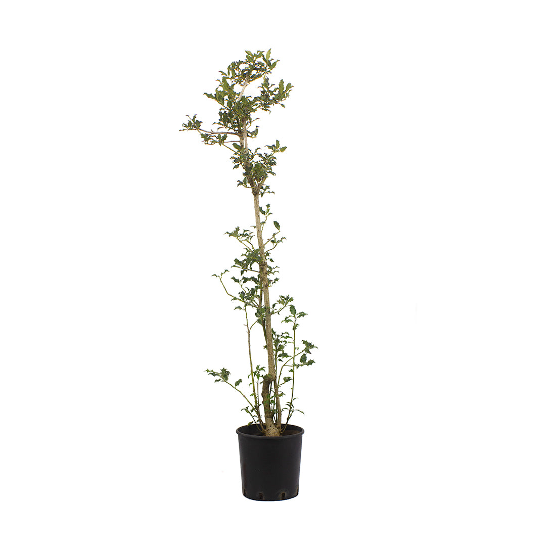 Ilex aquifolium - agrifoglio (Vaso 24 cm)