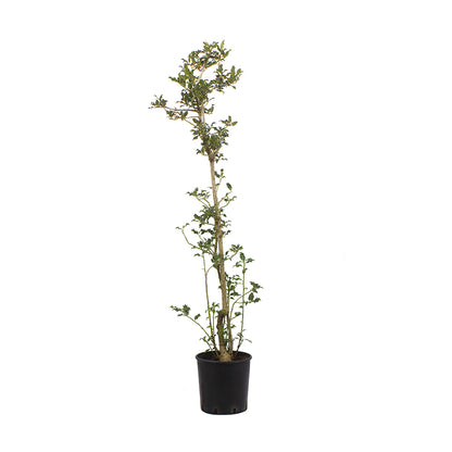 Ilex aquifolium - agrifoglio (Vaso 24 cm)