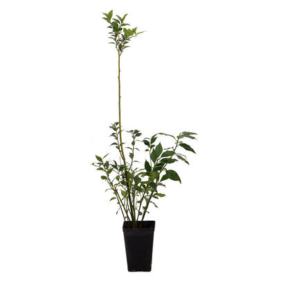 Ilex aquifolium cv. " J.C.Van Tol" - agrifoglio (Vaso quadro 9x9x13 cm)