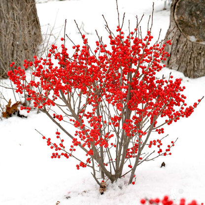 Ilex verticillata - agrifoglio del Canada - Semi 0,2gr