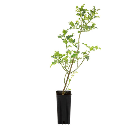 Ilex aquifolium - agrifoglio (Vaso quadro 9x9x20 cm)