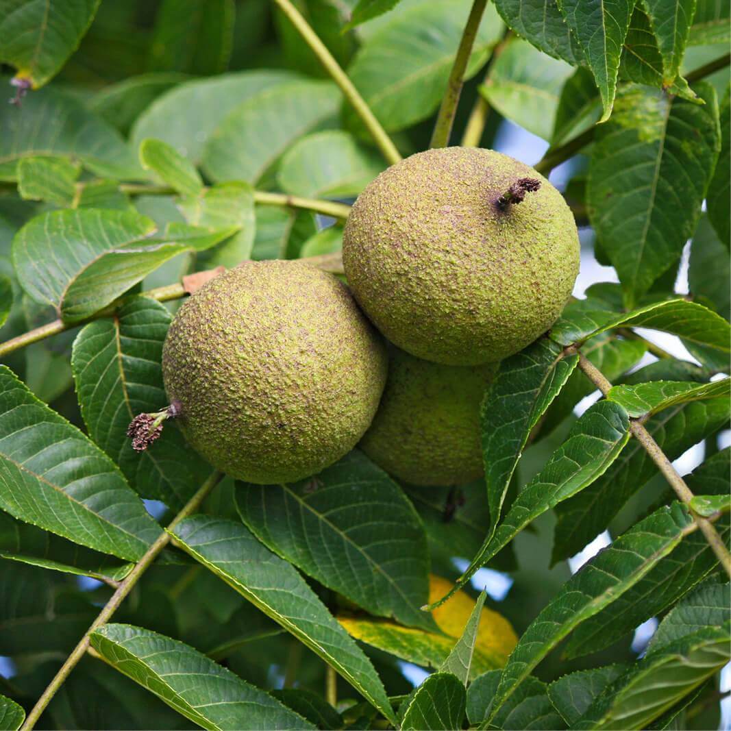 Juglans nigra - black walnut (Square vase 9x9x20 cm)