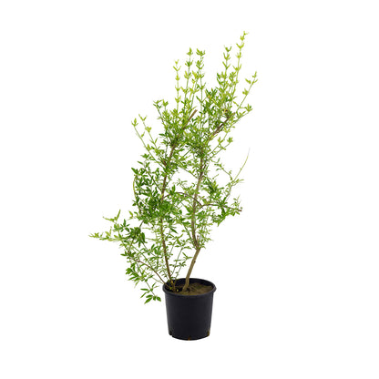 Jasminum nudiflorum - St. Joseph's jasmine (18 cm pot)