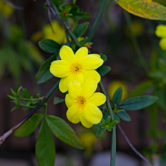 Jasminum nudiflorum - gelsomino di S. Giuseppe (Alveolo forestale)