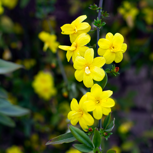 Jasminum nudiflorum - gelsomino di S. Giuseppe (Vaso 18 cm)