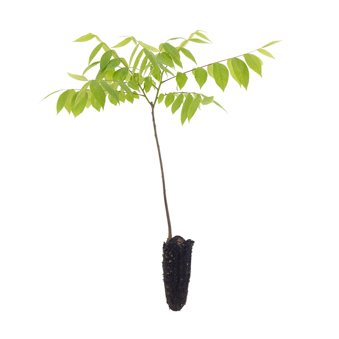 Juglans nigra - black walnut (Forest hickory)