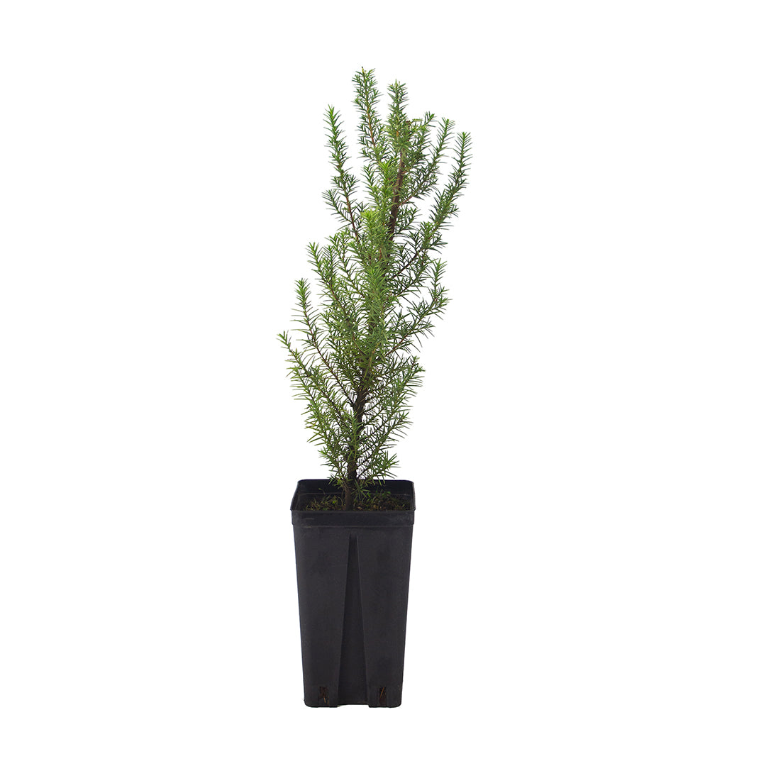 Juniperus oxycedrus macrocarpa - prickly juniper (Square vase 9x9x20 cm)