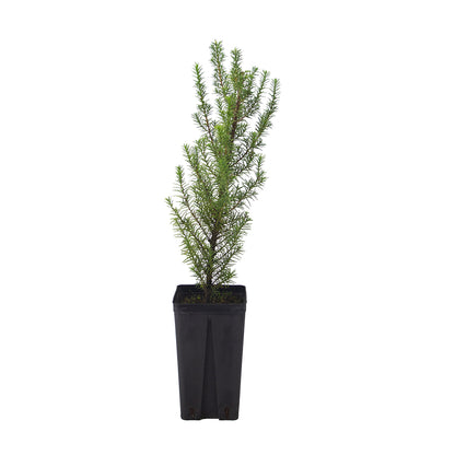 Juniperus oxycedrus macrocarpa - prickly juniper (Square vase 9x9x20 cm)
