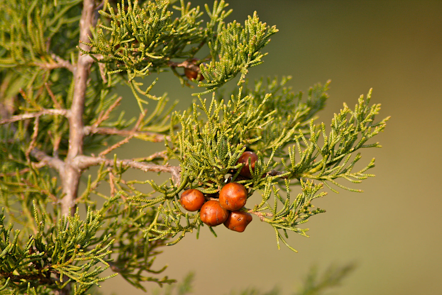 Juniperus phoenicea - Phoenician juniper (Square vase 9x9x20 cm)