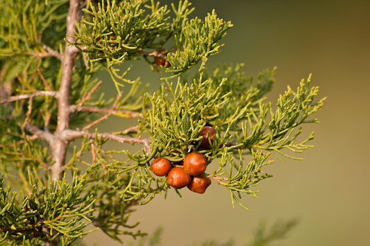 Juniperus phoenicea - ginepro fenicio (Vaso quadro 9x9x20 cm)