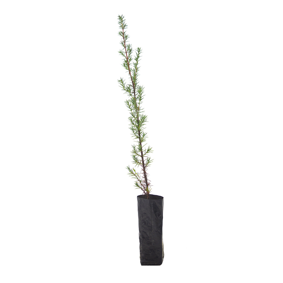 Juniperus oxycedrus macrocarpa - ginepro coccolone (Fitocella 0,5 l)