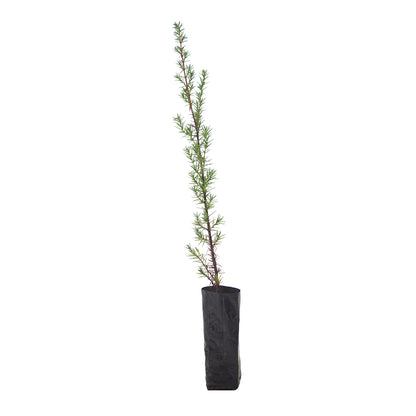 Juniperus oxycedrus macrocarpa - ginepro coccolone (Fitocella 0,5 l)