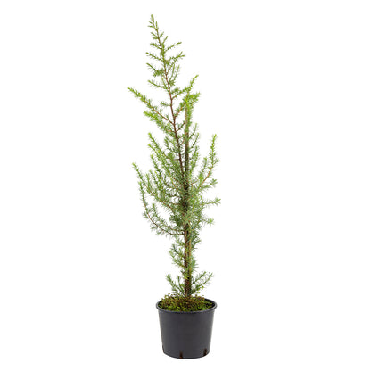 Juniperus oxycedrus macrocarpa - ginepro coccolone (Vaso 18 cm)