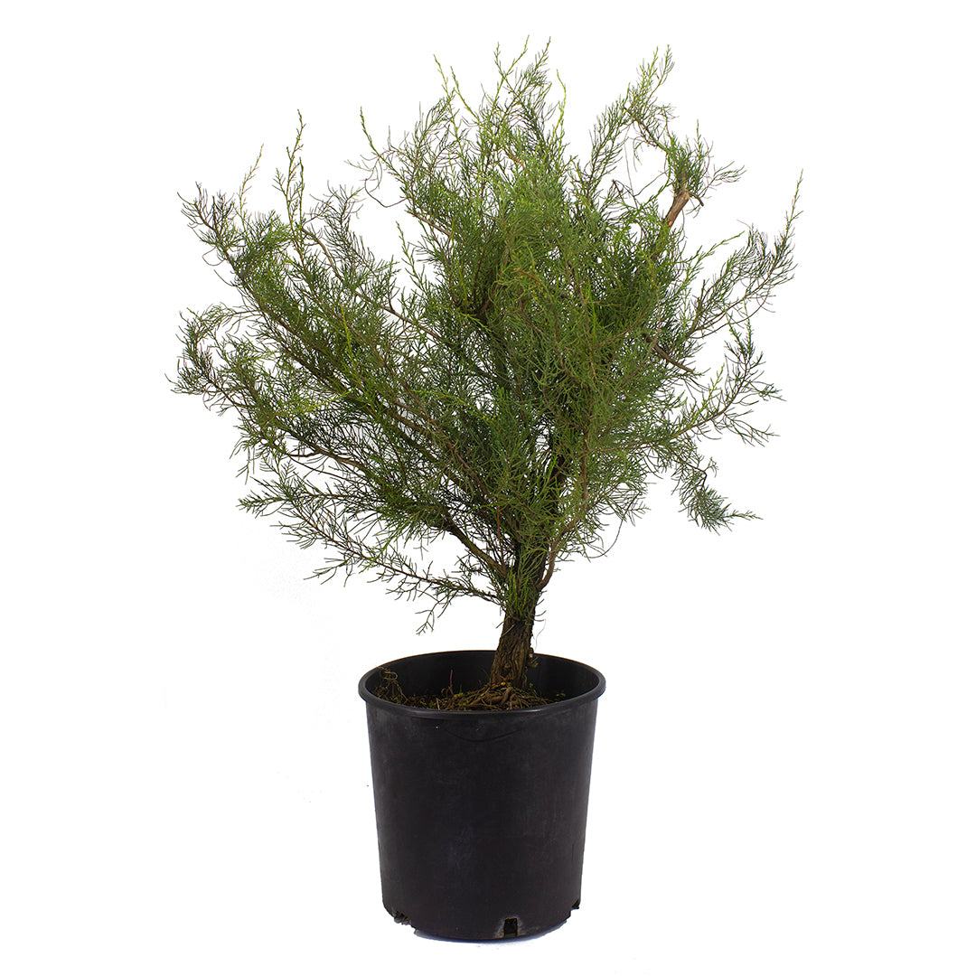 Juniperus phoenicea - Phoenician juniper (30 cm pot)