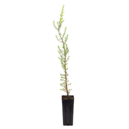 Juniperus phoenicea - Phoenician juniper (Square vase 9x9x20 cm)