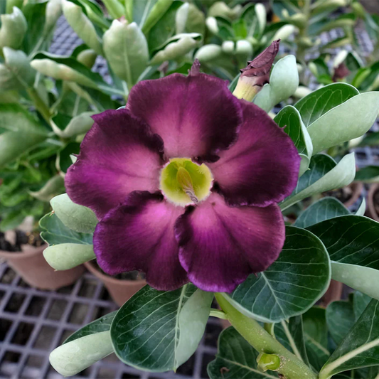 Adenium obesum KO ebay 99 - desert rose (Square vase 7x7x8 cm)