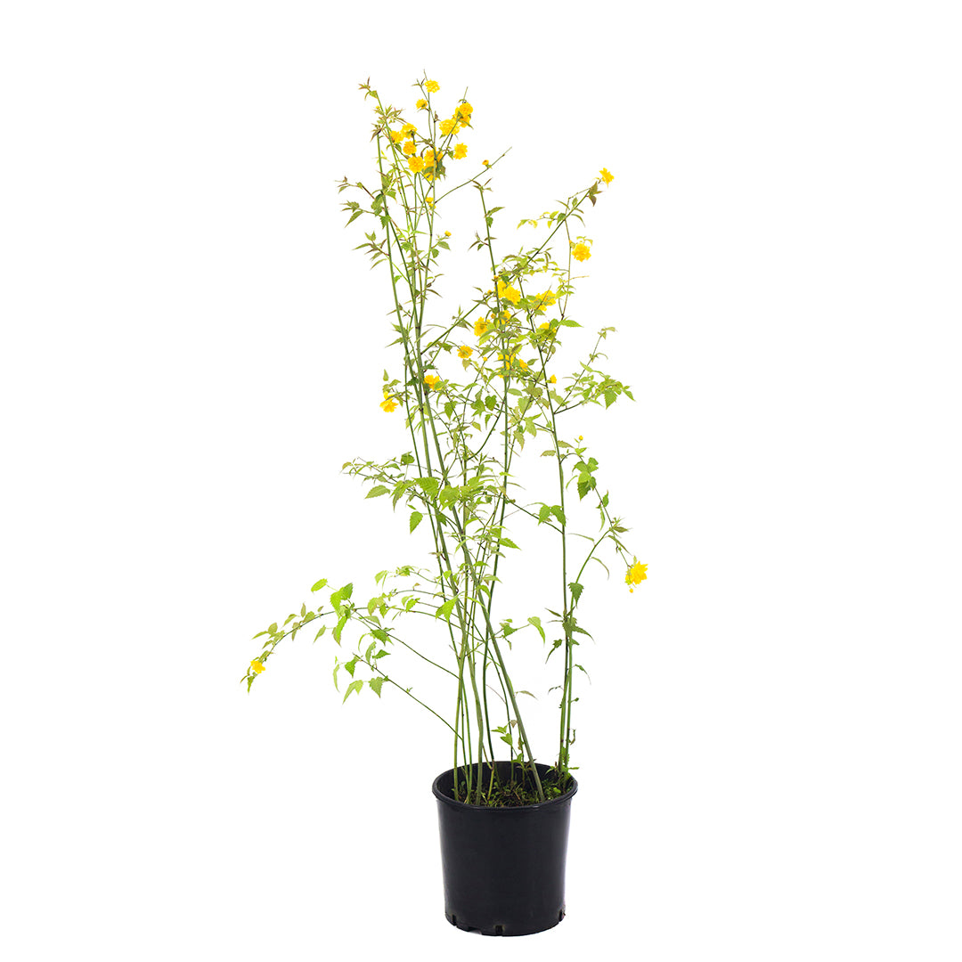 Kerria japonica cv "pleniflora" - rosa del giappone (Vaso 24 cm)